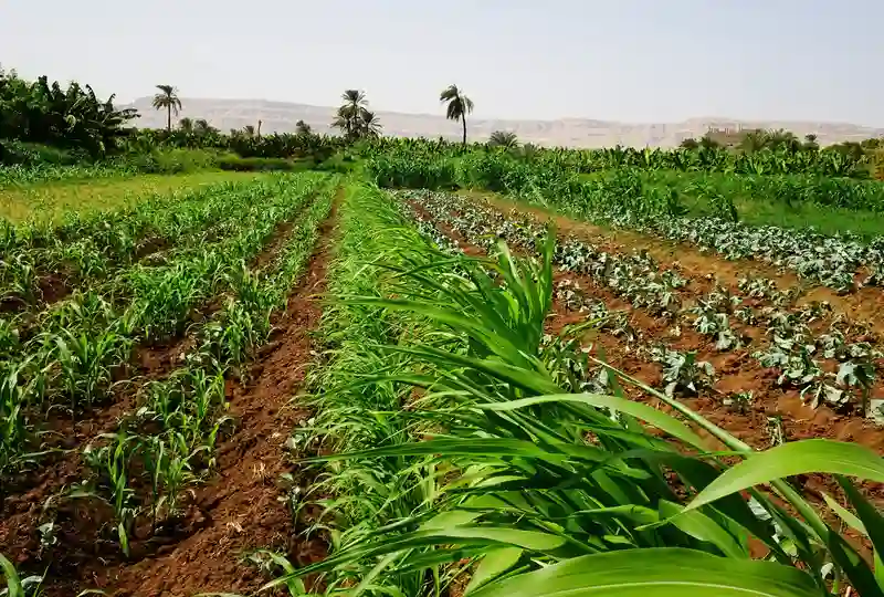 Promouvoir l’agriculture